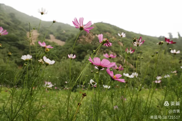 当山花开满山坡